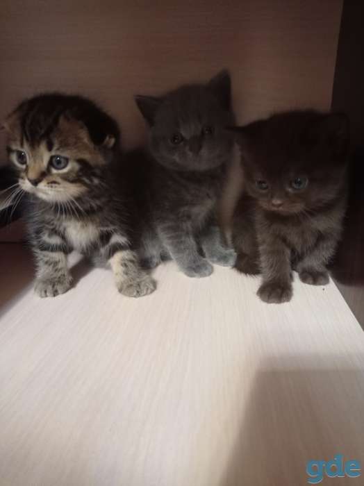 Котята, фотография 1