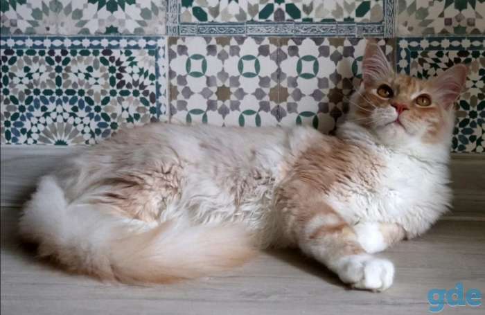 Мейн-кун котенок, фотография 5