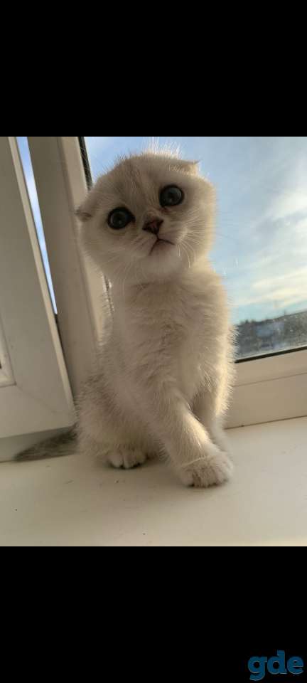 Котята, фотография 1