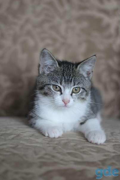 Котенок ищет дом, фотография 2