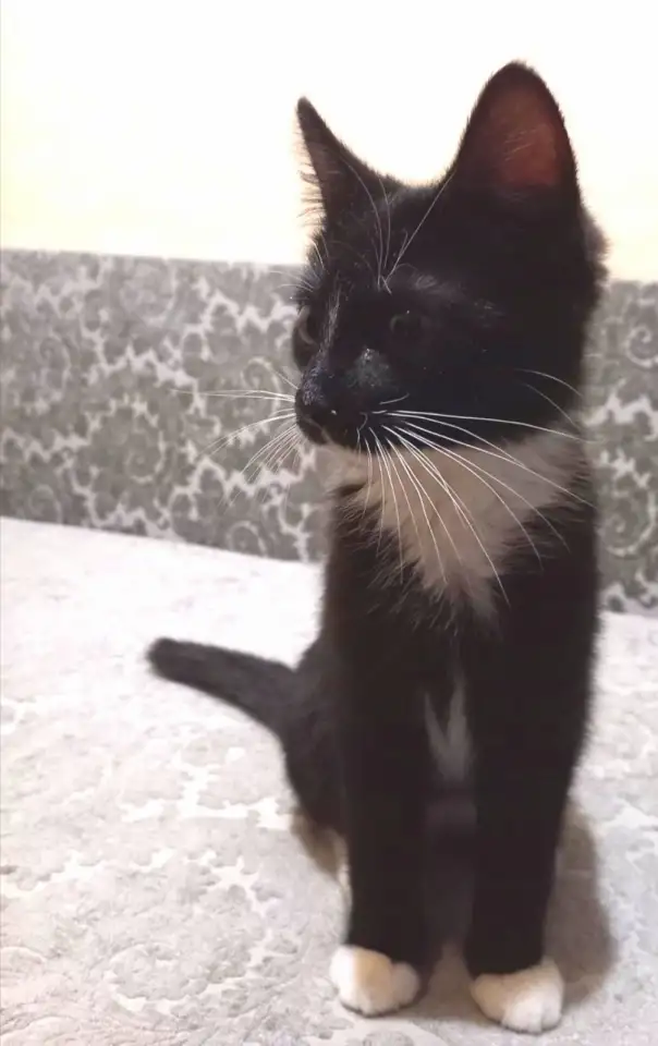 Котёнок ВАСИЛЕК ищет дом, фотография 4