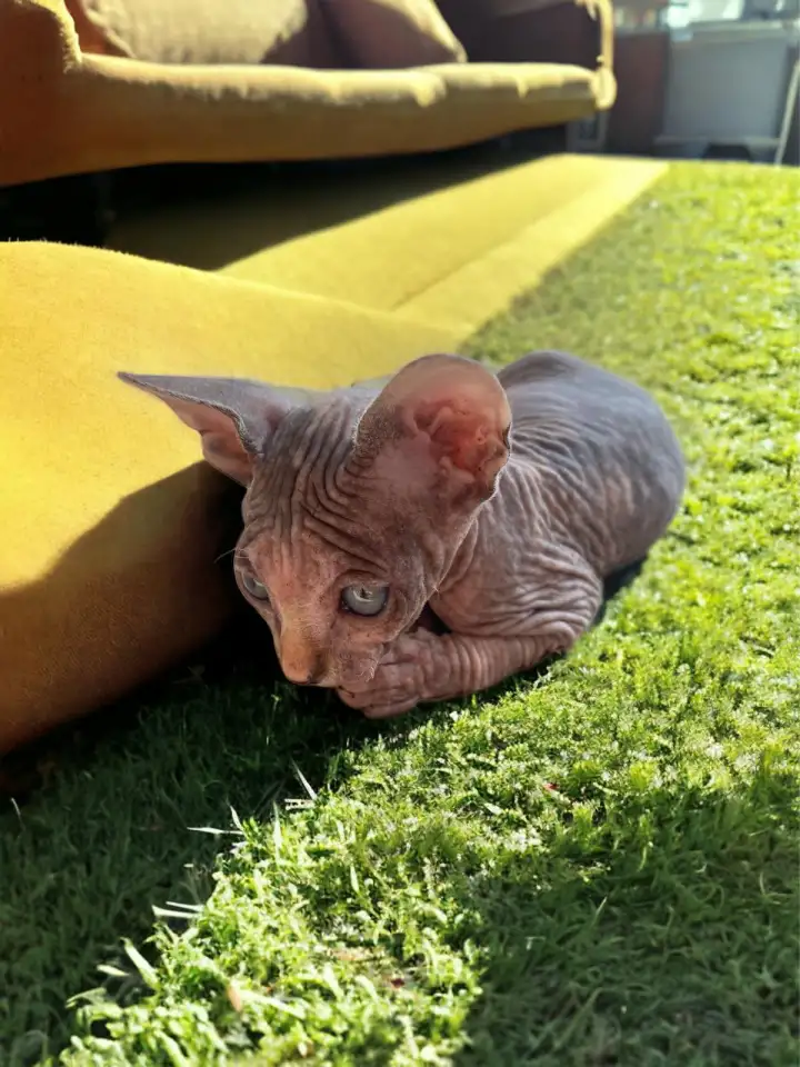 Котята канадского сфинкса, фотография 2