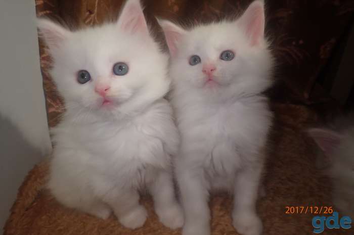 Котята породы Мейн Кун, фотография 2