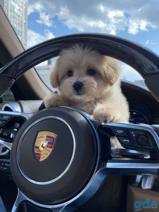 Продам элитных щенков мальтипу f1 мальчики/девочки, фотография 3