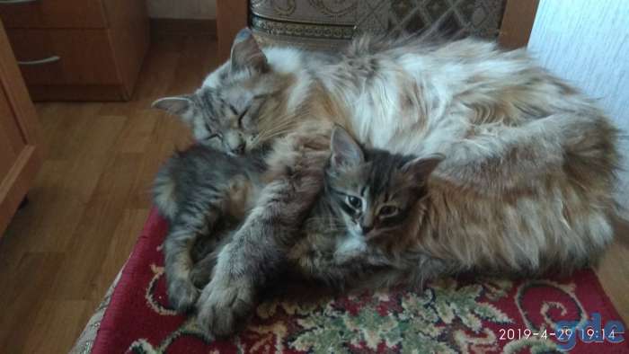 Котёнок в дар, фотография 2