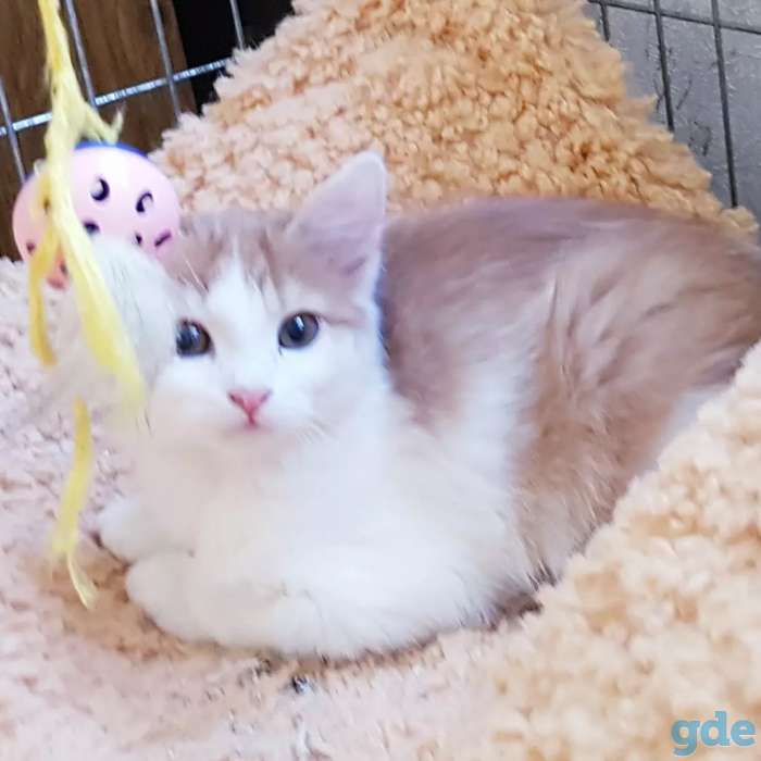 Котята бесплатно., фотография 1