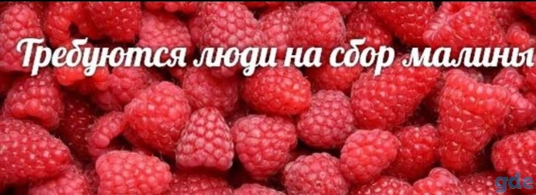 Сбор малины, фотография 1