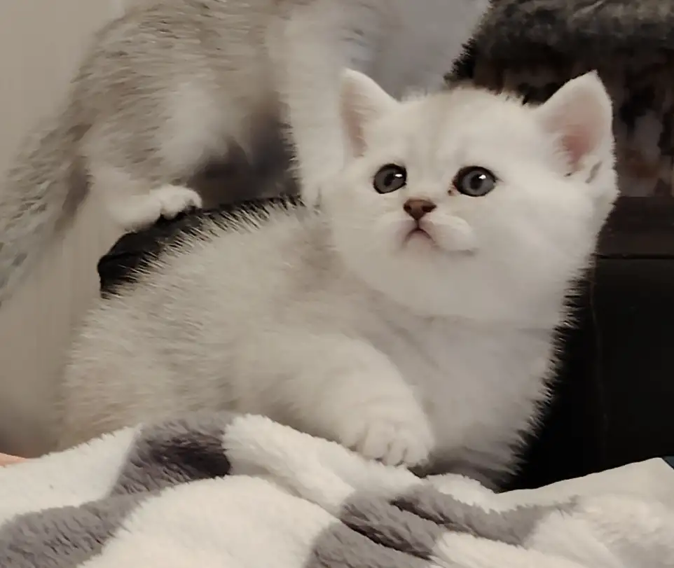 Шотландские котята., фотография 2