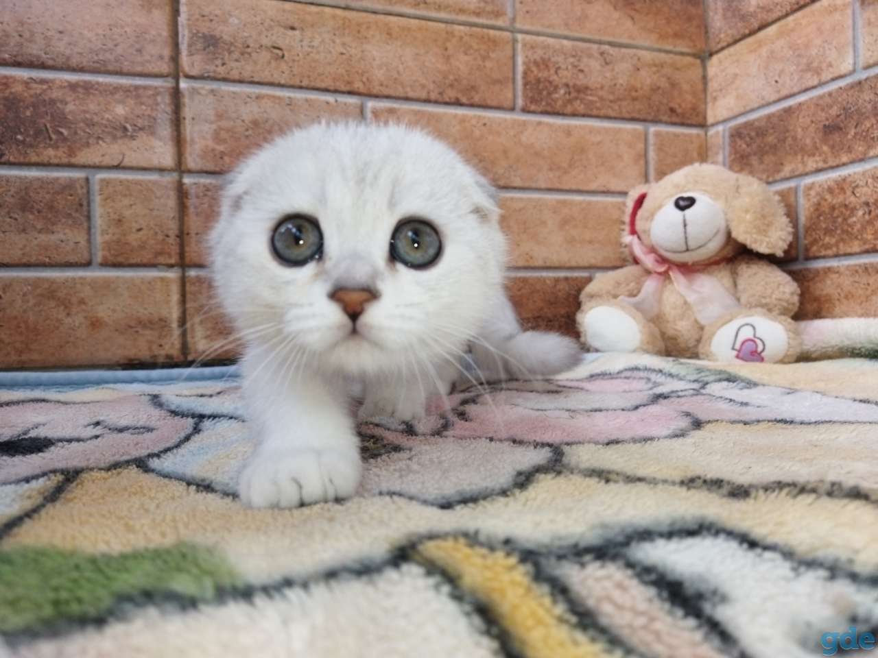 Шотландский котенок, фотография 12