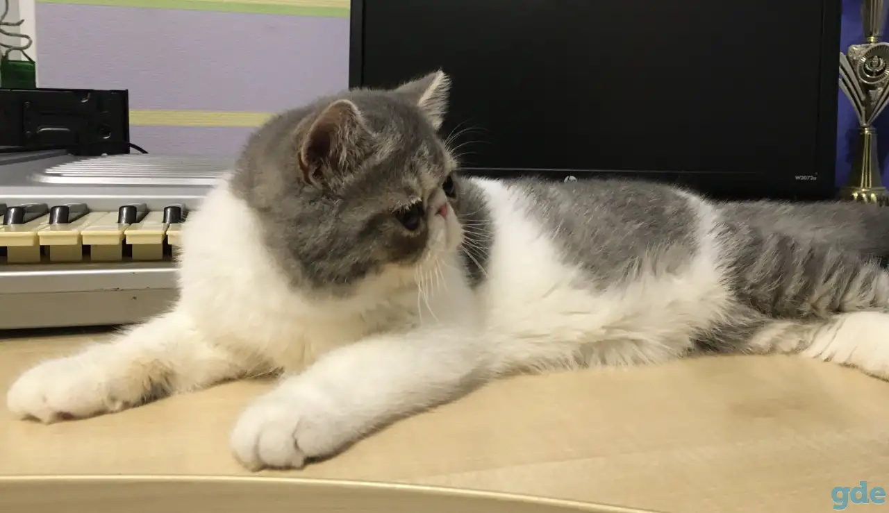 Экзотические короткошёрстные котята, фотография 6