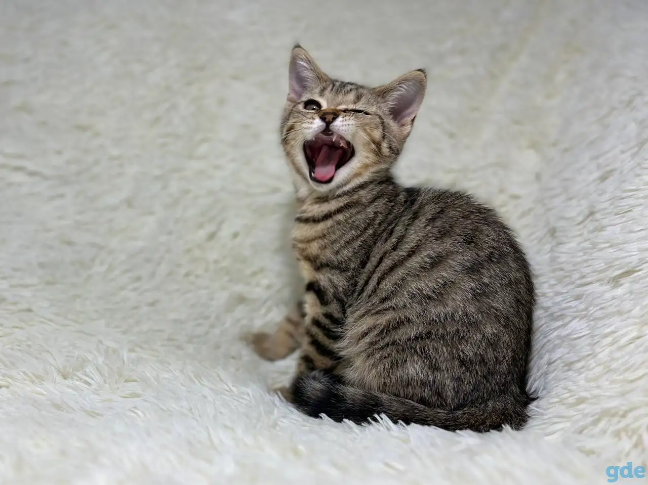 Шотландский прямоухий котик SFS 71 n24, straight, скоттиш страйт, фотография 1