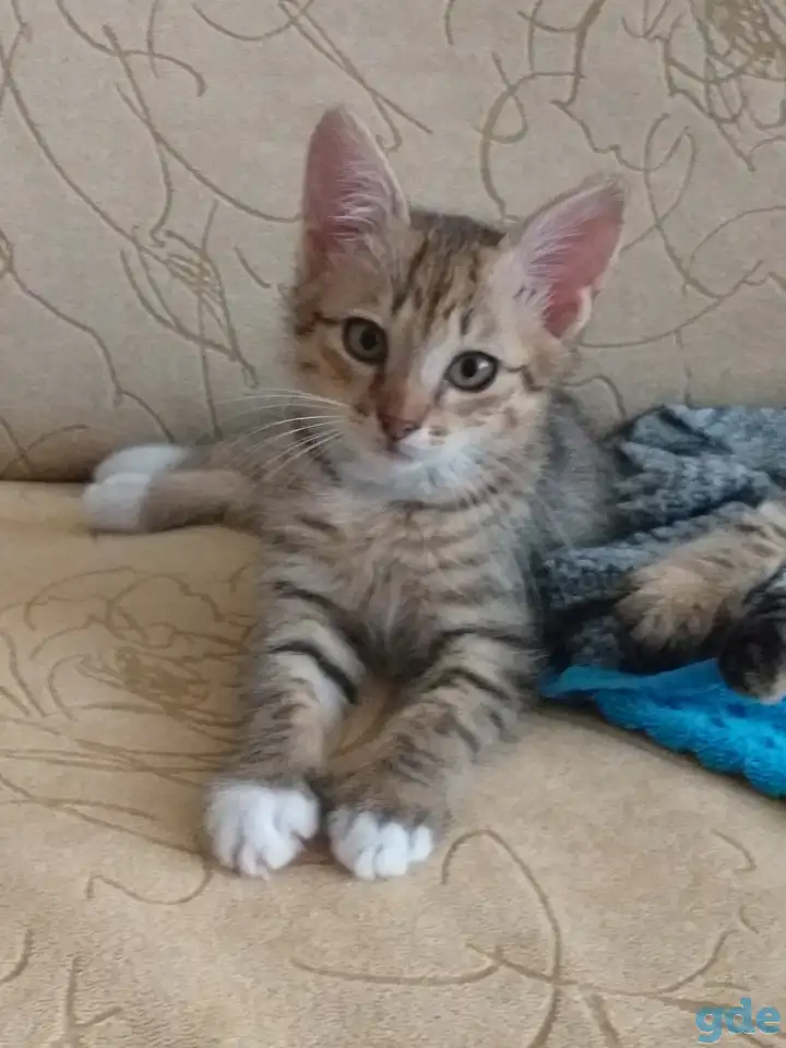 котята в дар, фотография 4