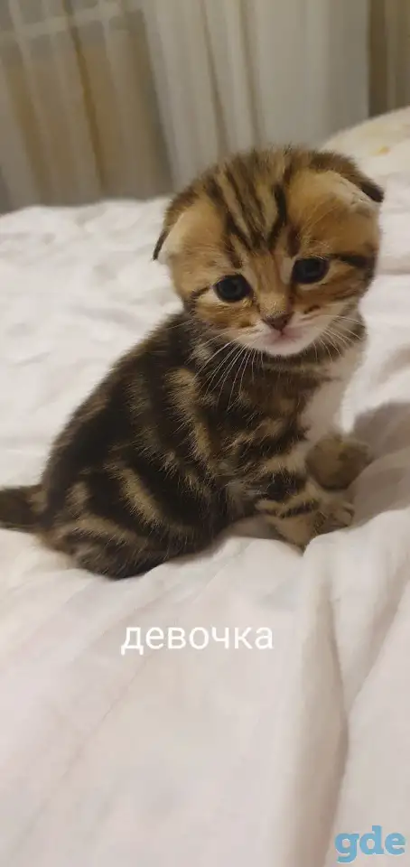 Шотландские котята, фотография 1