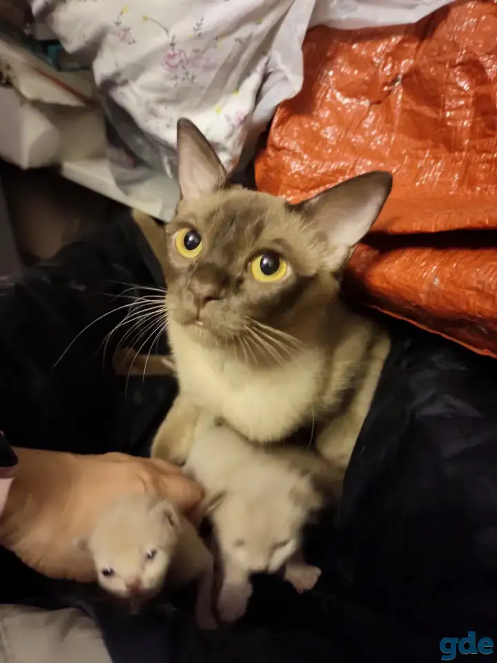Бурма котята, фотография 4