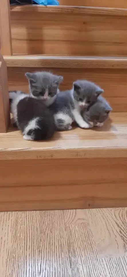 Отдам котят в хорошие руки, фотография 8