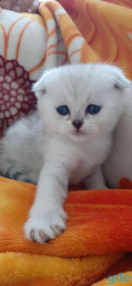 Котята, фотография 5