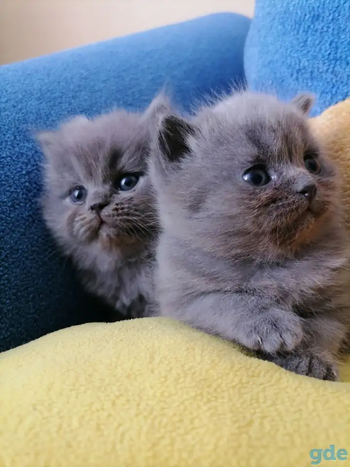 Котята, фотография 1