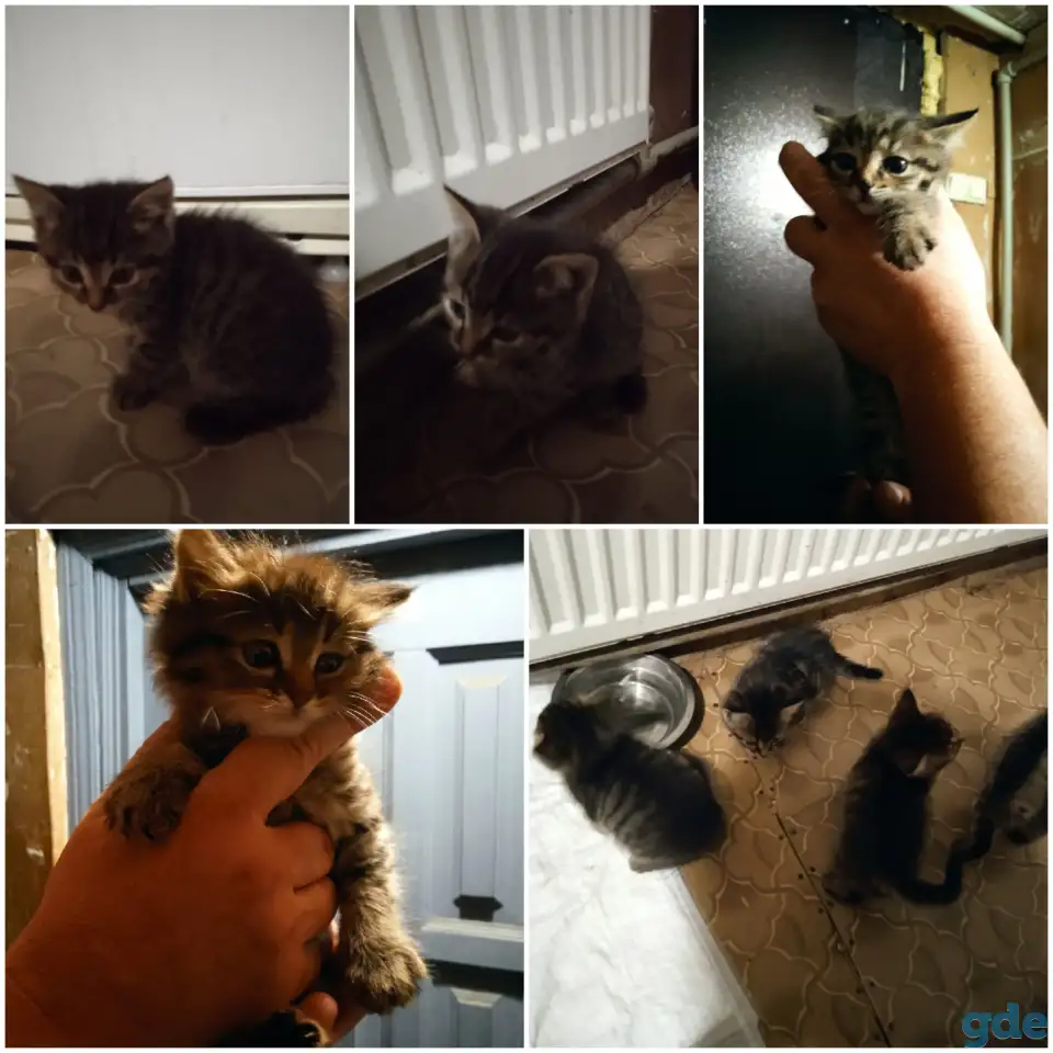 Котята, фотография 1