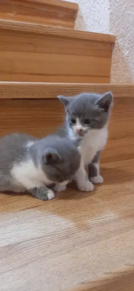 Отдам котят в хорошие руки, фотография 1
