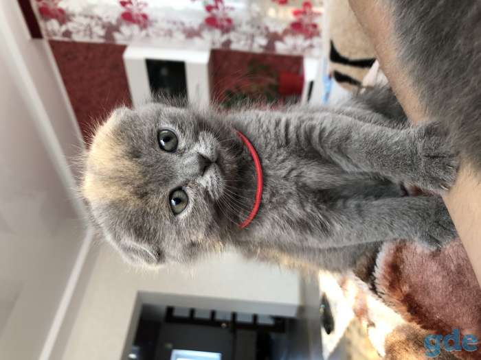 Продам котят, фотография 4