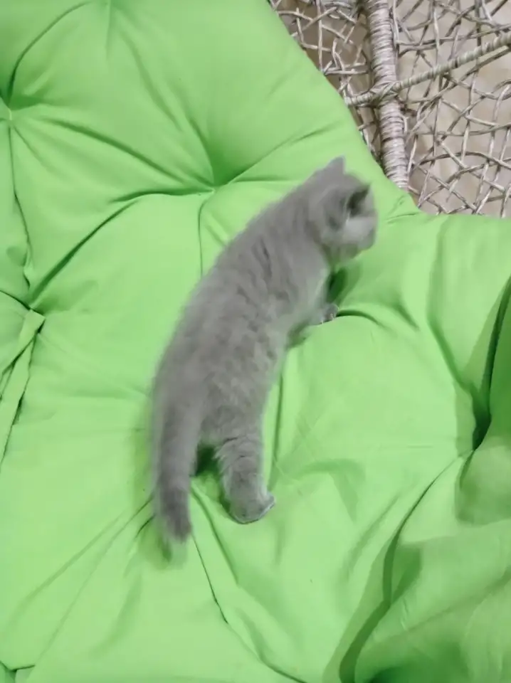 Котята британцы, фотография 3