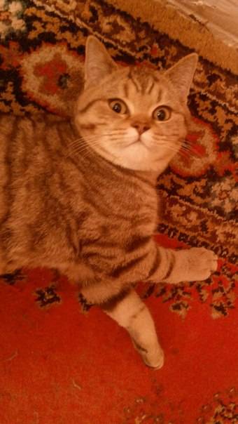 Британский котик, фотография 2