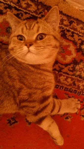 Британский котик, фотография 3
