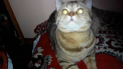 Британский котик, фотография 4