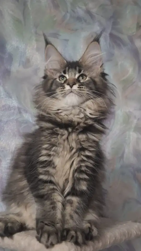 Котята Мейн-кун, фотография 2