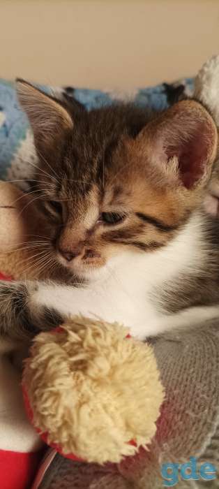 Котята в добрые руки, фотография 4