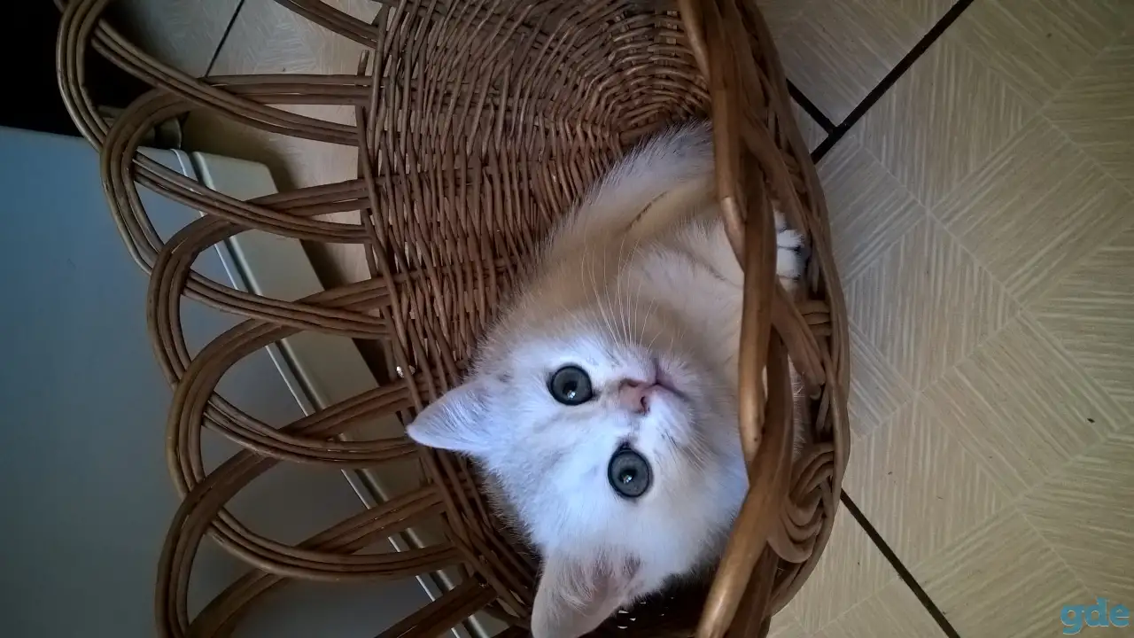 Шотландские котята, фотография 4