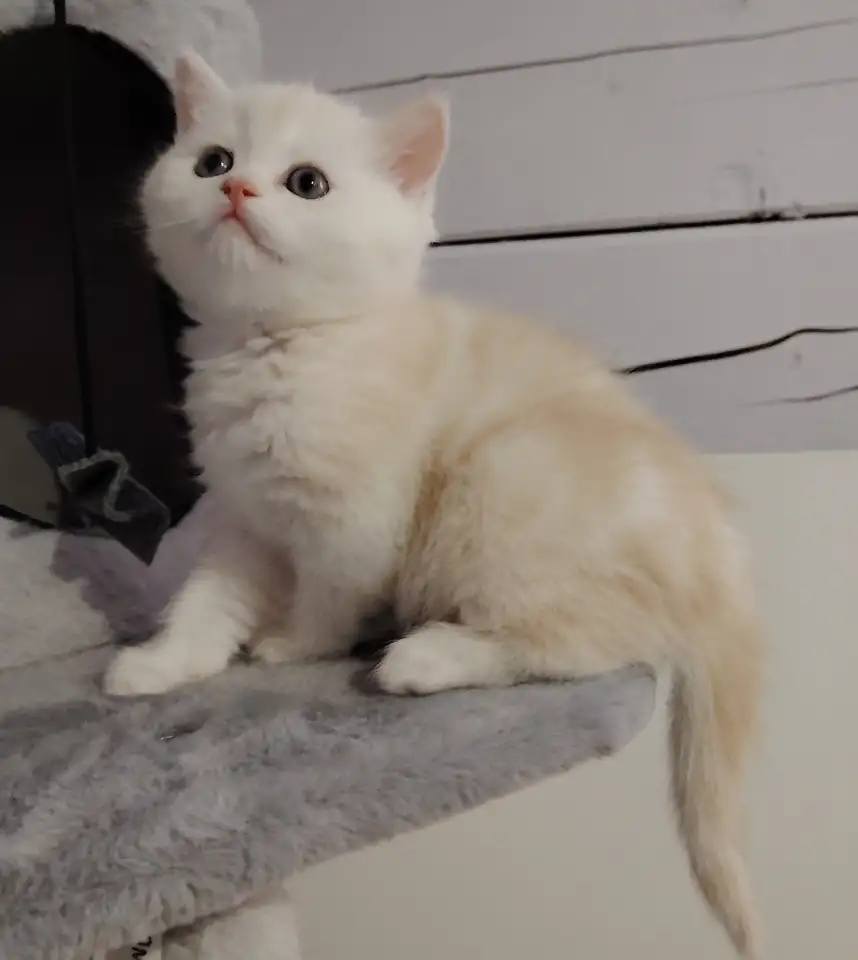 Котенок, фотография 1