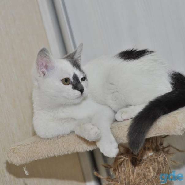 Котенок ищет дом, фотография 1