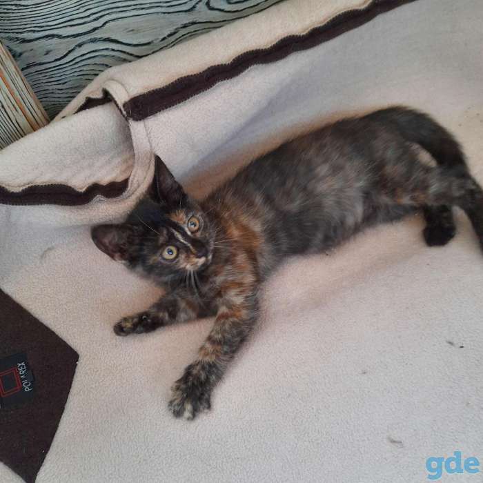 Котенок ищет дом, фотография 3
