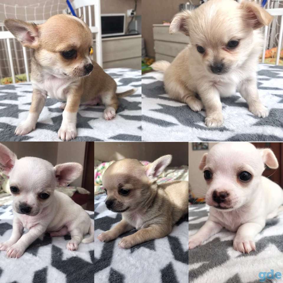 Продаются чихуахуа, фотография 9