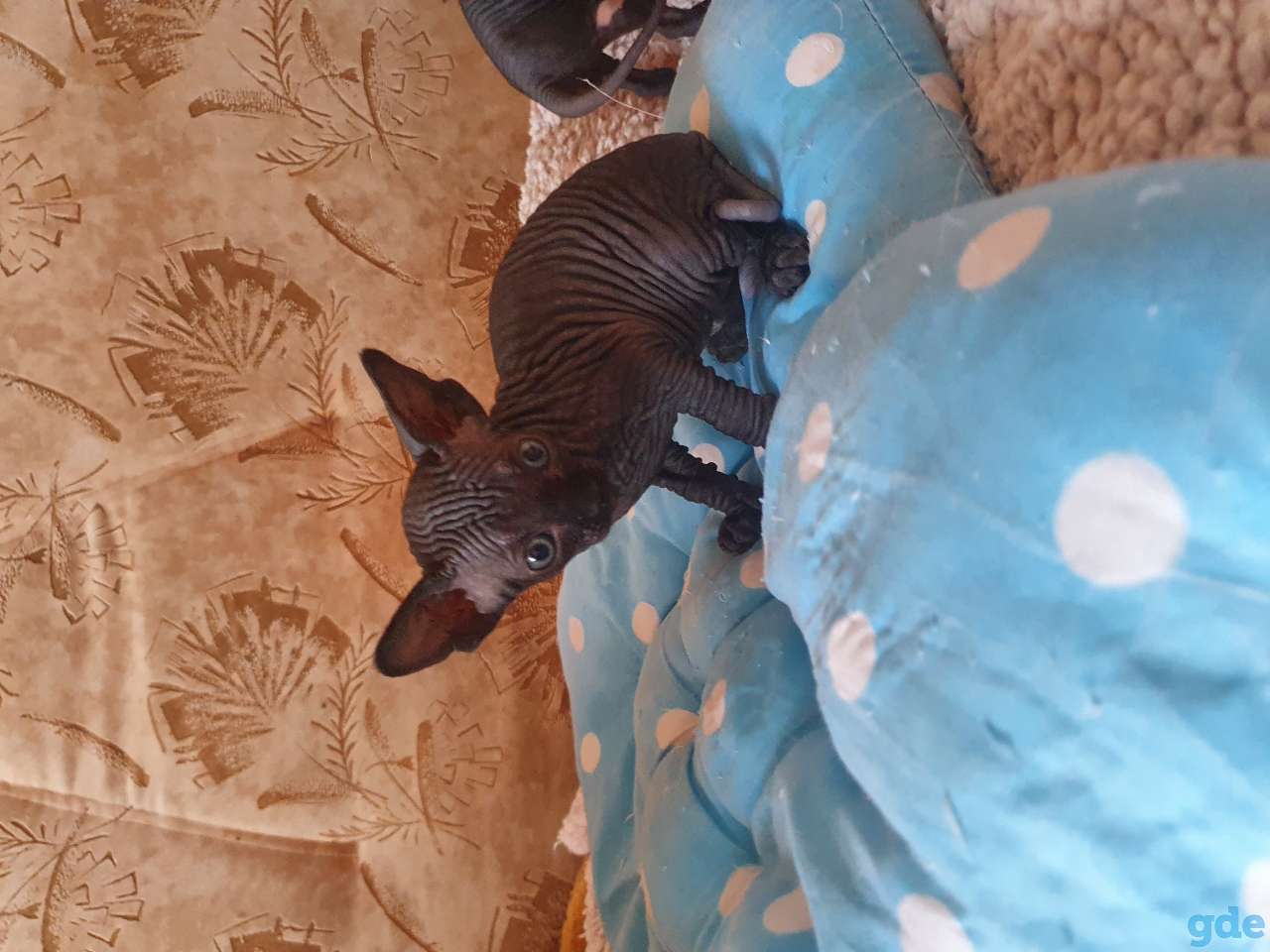 Котята Канадский сфинкс, фотография 5