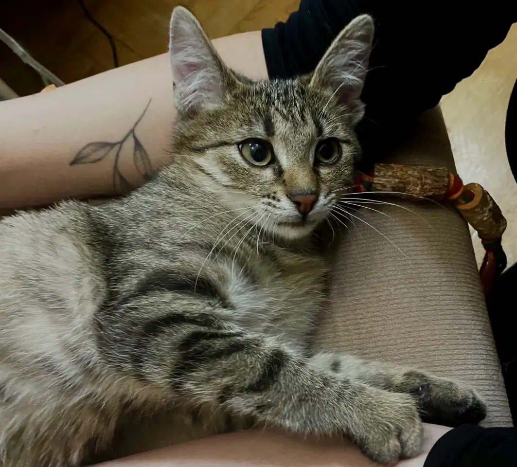 Котенок ТИШКА ищет дом, фотография 1