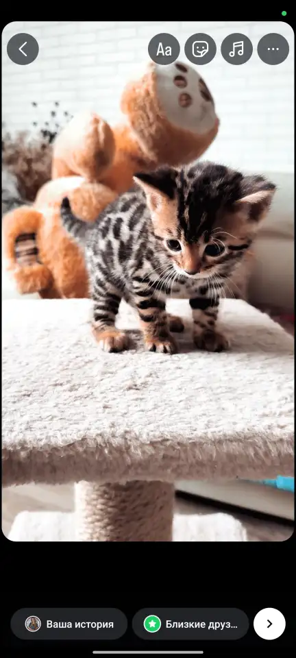Бенгальские  котята, фотография 1