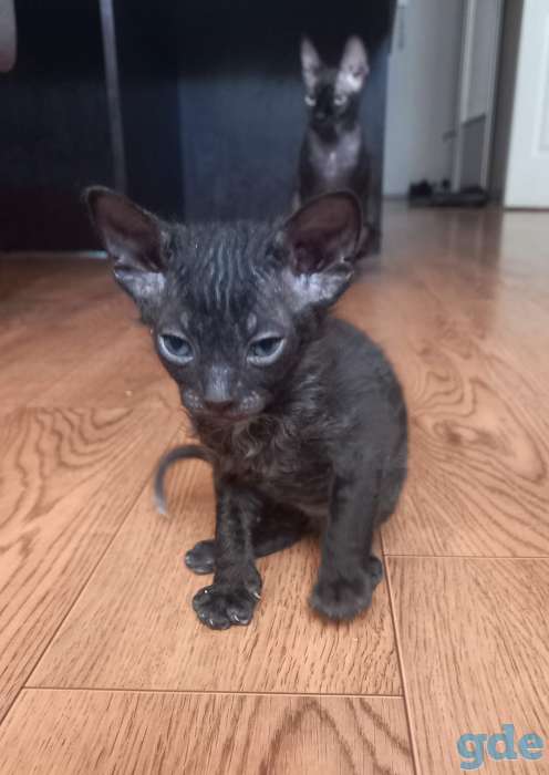 Котята донского сфинкса., фотография 2