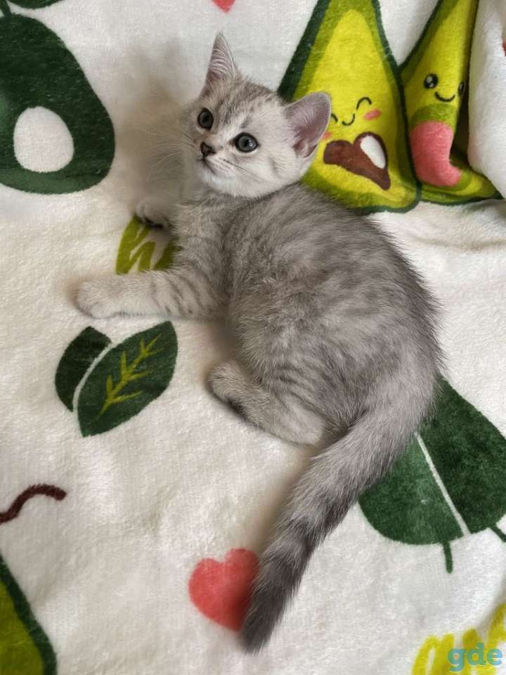 Шотландские котята, фотография 5