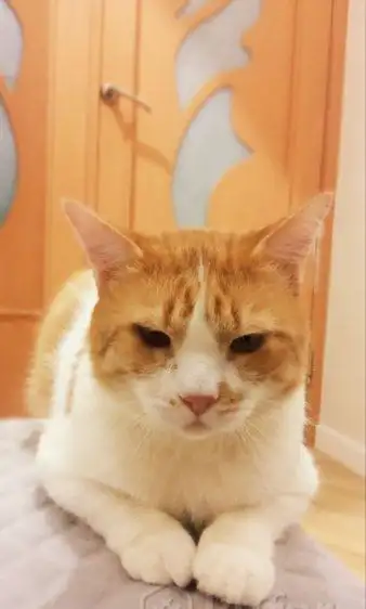Чудесный рыжий котик Бонечка ищет дом и семью!, фотография 3