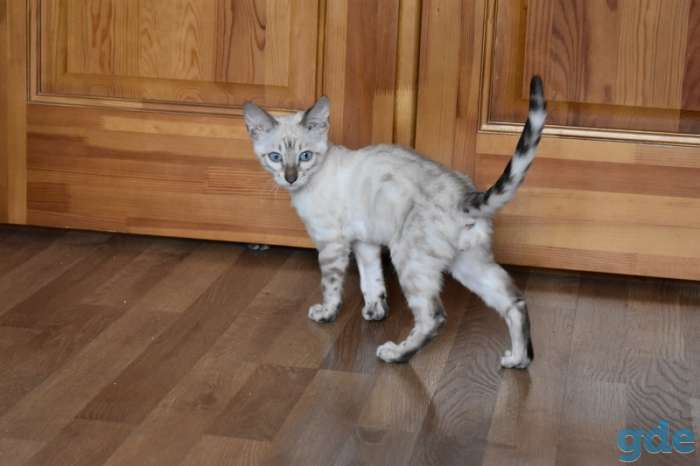 Бенгальские котята, фотография 5