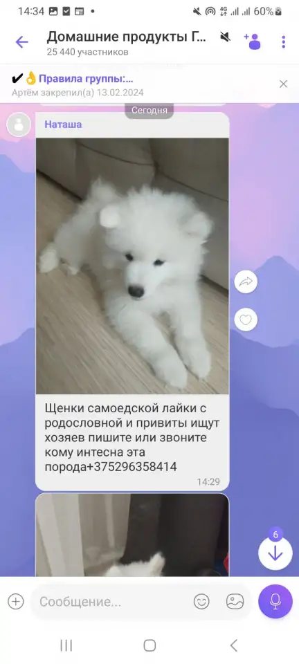 Щенки, фотография 2