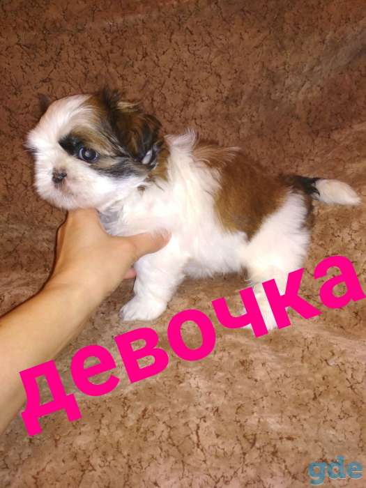 Продам породистых щенков ши тцу!, фотография 5