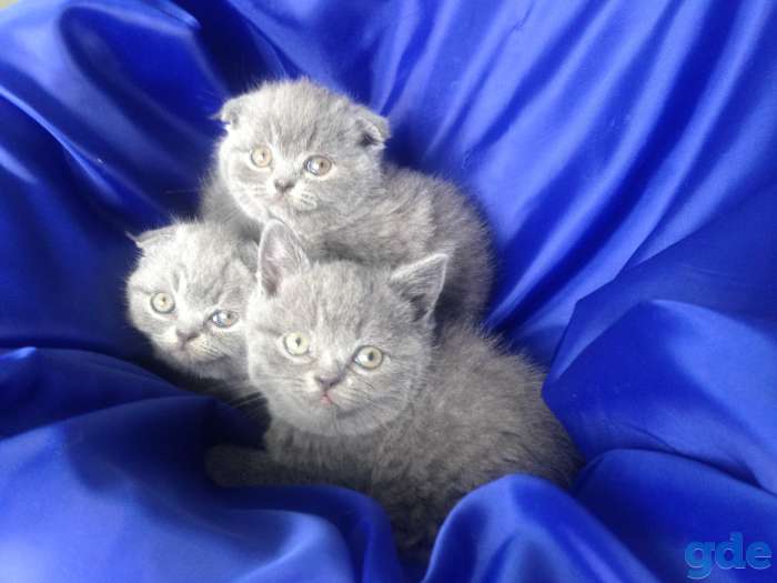 Шотландские котята, фотография 1
