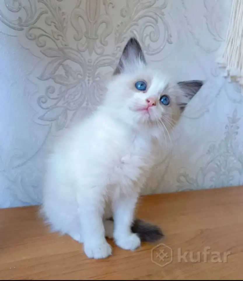 Продам девочку Рэгдолл, фотография 1