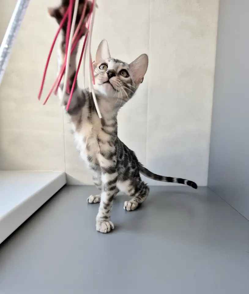 Бенгальские котята, фотография 7