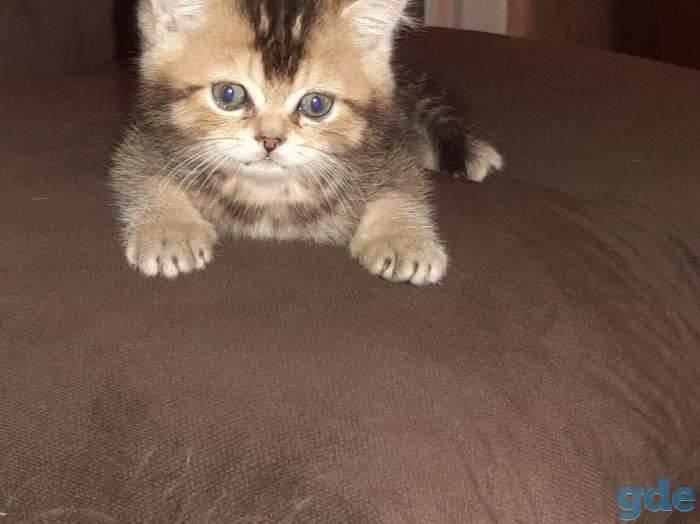 Котята шотландские, фотография 1