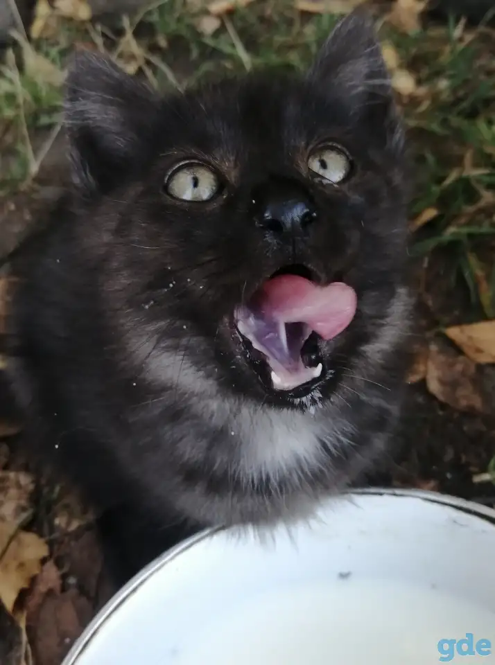 Котики ищут дом, фотография 3