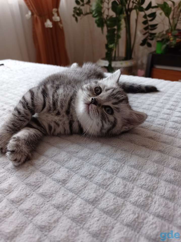 Шотланский котенок, фотография 3